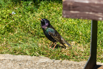 Close-up photo of a Common starling bird