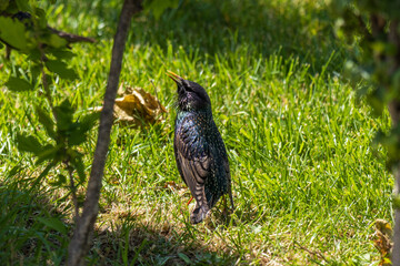 Close-up photo of a Common starling bird