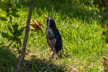 Close-up photo of a Common starling bird