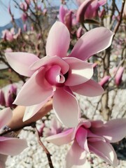 pink magnolia flowers © Lena