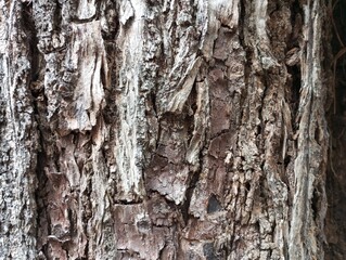 Deep fissured rough thick textured tree bark background wallpaper, environment plants