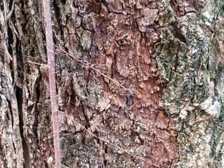 Border frame background and thick textured tree bark 