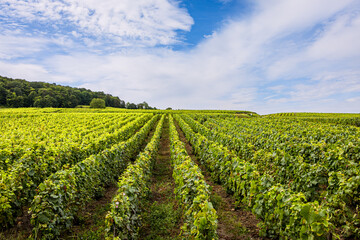 Les vignobles de vin pétillant de Champagne