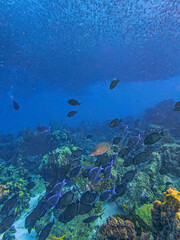 Baitball off the coast of the Cariibean island of Bonaire