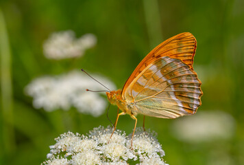 big brown butterfly feeding on white flower, Silver-washed Fritillary, Argynnis paphia