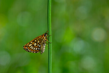 green background and dotted small butterfly holding on a green branch, Large Chequered Skipper, Heteropterus morpheus