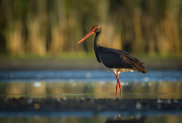 Black stork bird ( Ciconia nigra )