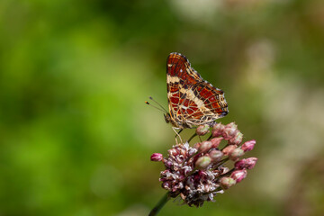map butterfly feeding on flower, European Map, Araschnia levana