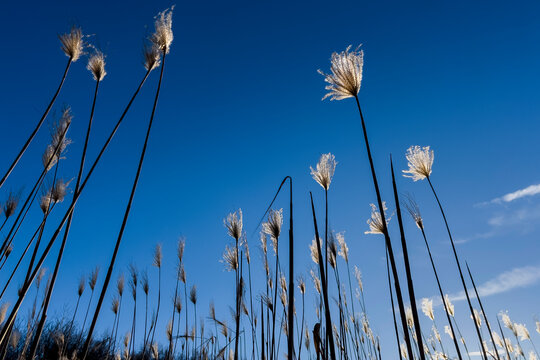 Miscanthus, (Miscanthus sinensis), Poaceae, Chinaschilf, Elefantengras als nachwachsende Rohstoffe