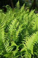 Green bracken fern as a close up