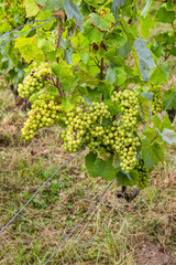 Les vignobles de vin p&eacute;tillant de Champagne