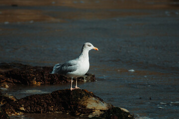 seagull on the beach