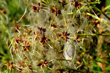 Nahaufnahme von Clematis-Samen im Herbst