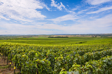 Les vignobles de vin pétillant de Champagne