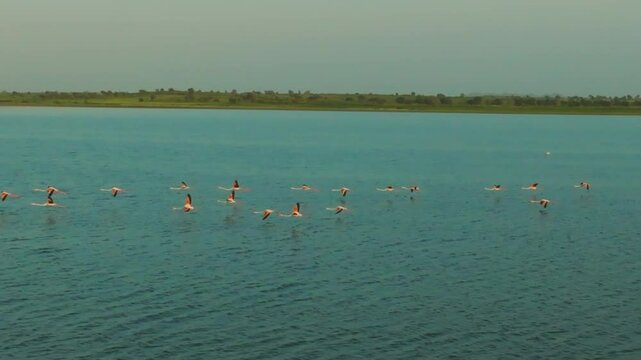 Serene landscape featuring a flock of birds and asiatic wild asses in the expansive wetlands of the rann of kutch, showcasing the region's rich biodiversity and tranquil natural beauty