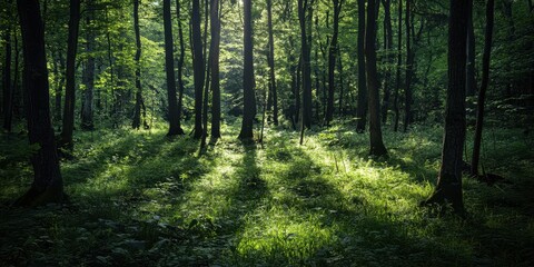 Naklejka premium A serene forest scene illuminated by sunlight, showcasing towering trees and lush green grass, perfect for nature lovers.