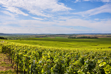 Les vignobles de vin pétillant de Champagne