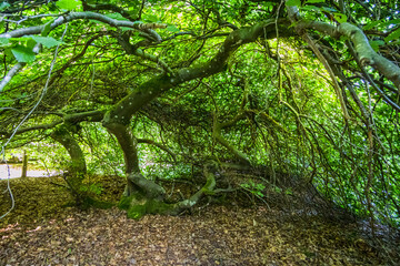 Les Faux de la Forêt domaniale de Verzy