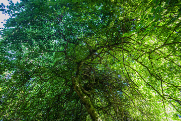 Fototapeta premium Les Faux de la Forêt domaniale de Verzy