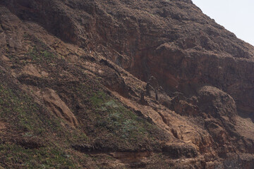 Mountain landscape. Guayadeque gorge. Gran Canaria. Canary Islands. Spain.