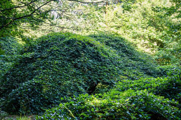 Les Faux de la Forêt domaniale de Verzy