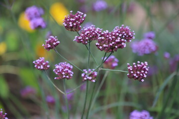 Purple flowers on a green background. Verbena bonariensis.