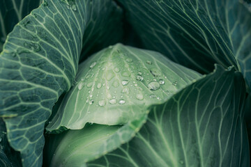 Obraz premium close up of cabbage