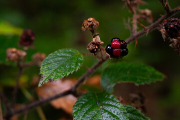 Brombeere 