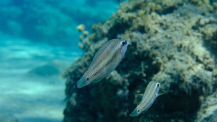 East Atlantic peacock wrasse (Symphodus tinca) undersea, Aegean Sea, Greece, Halkidiki, Pirgos beach