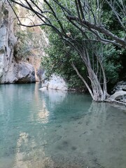 river in the forest