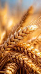 Golden Wheat Field Close-Up in Harvest Season