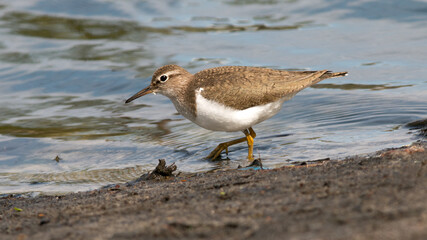 black headed gull