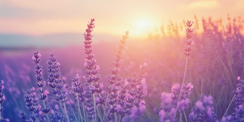 Obraz premium Serene lavender field at sunset, showcasing beautiful colors and tranquility in nature, perfect for relaxation and peace.