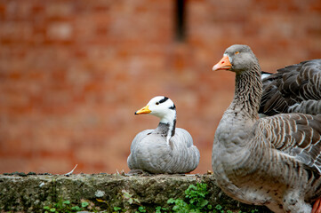 Artengruppe: Graugans und Streifengans