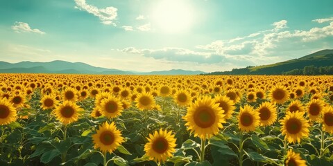 Fototapeta premium Vibrant sunflower field under a bright sky, with mountains in the distance and a warm sun illuminating the flowers.