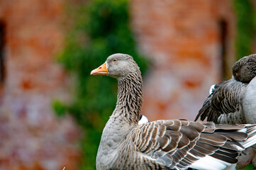 Graugans im Porträt