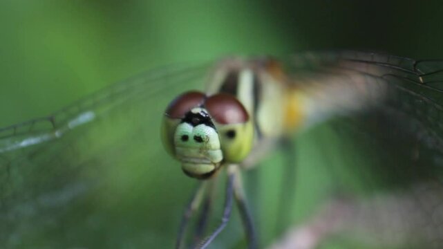 Wild dragonfly perching on a flower. Head and eyes close-up. Pollen is attached to the forefoot
