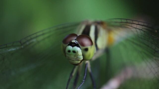 Wild dragonfly perching on a flower. Head and eyes close-up. Pollen is attached to the forefoot
