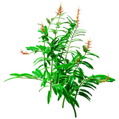 Fototapeta premium 3D Rendering Heliconia Longiflora on White