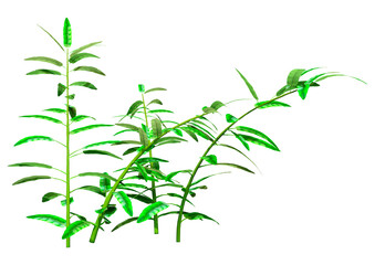 Obraz premium 3D Rendering Heliconia Longiflora Plants on White