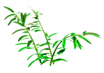 Obraz premium 3D Rendering Heliconia Longiflora Plants on White