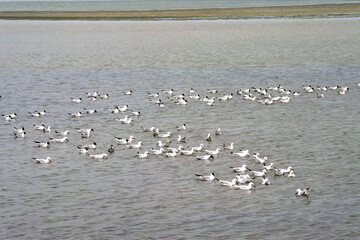 Landscape in Camargue, France, at June