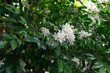 Very beautiful bouquet of Orange Jasmine flowers in a fresh green garden. It's named 'Dok Kaew' in Thai, regularly found in Southeast Asia.