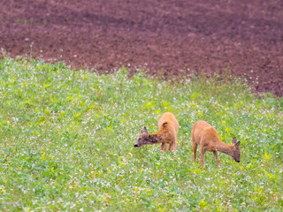 Young deers in the meadow. Rural landscape