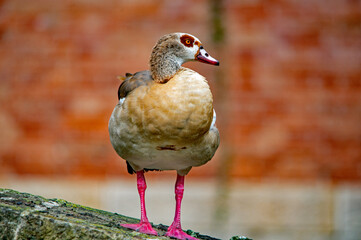Nilgans im Porträt auf einer Mauer