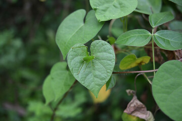 A greater angle wing katydid insect is trying to walk on top of a green leaf