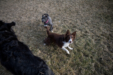 Three dogs playing together in the yard