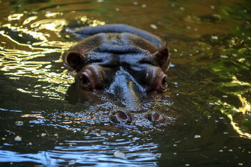 Hippopotamus amphibius