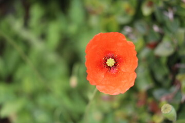Fototapeta premium Stellenbosch University Botanical Garden, Cape Town, South Africa 08-04-2021Close up of nice flower