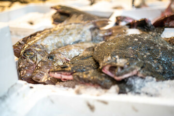 Fresh sea bass and turbot are displayed together on ice. Great for fish markets or restaurant advertisements.